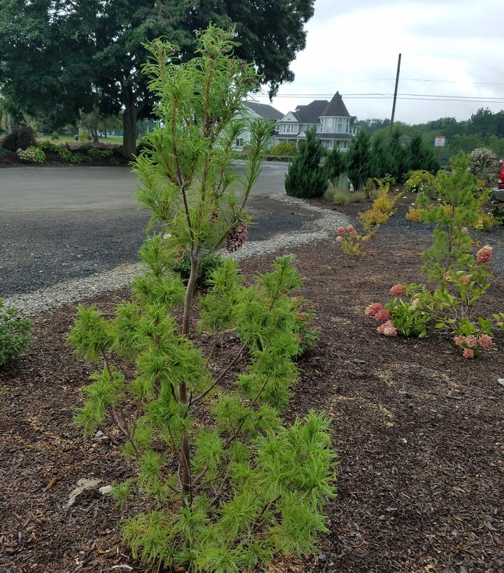 Pinus strobus 'Torulosa' - Strobusmänty