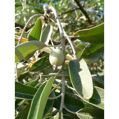 "Elaeagnus angustifolia" - Eastern silverbush 