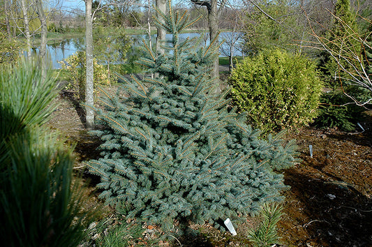 Picea pungens 'Erich Frahm' - Sinikuusi