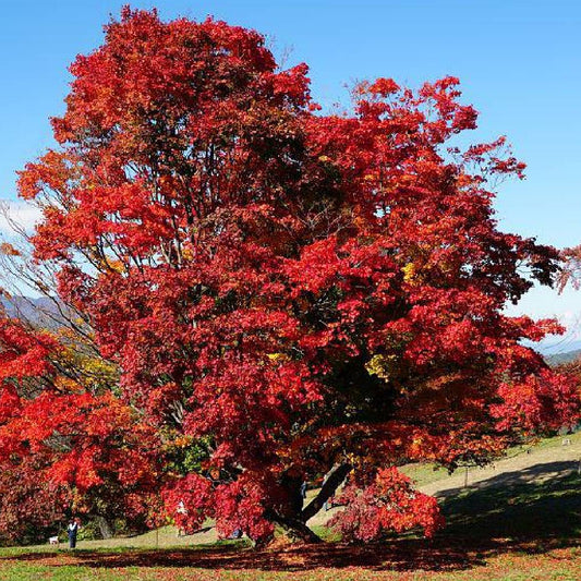 Acer tataricum 'Ginnala Fire' - Tataarivaahtera, pikkuvaahtera