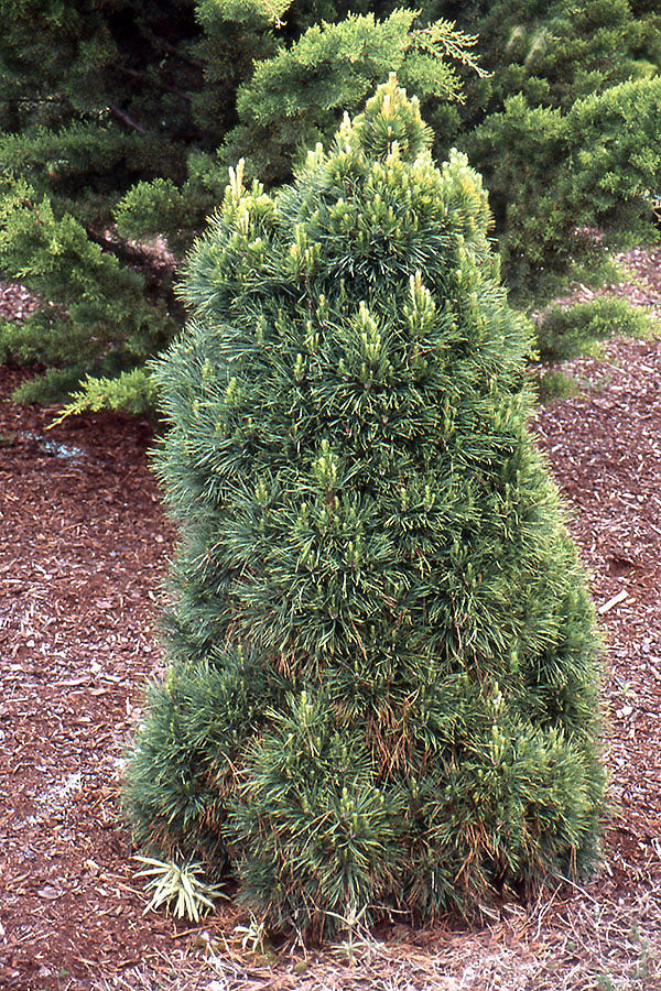 Pinus sylvestris 'Globosa Viridis' - Pine 