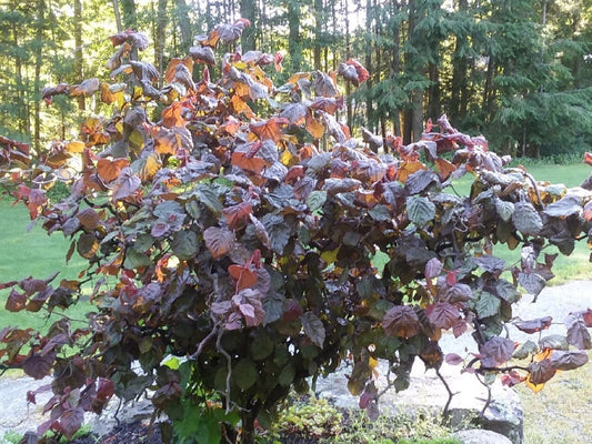 Corylus avellana ’Red Majestic’ "Pendula" - Riippapurppurapeikonpähkinä