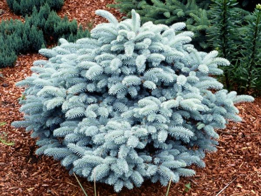 Picea pungens 'Glauca Globosa' - Pallohopeakuusi (sinikuusi)