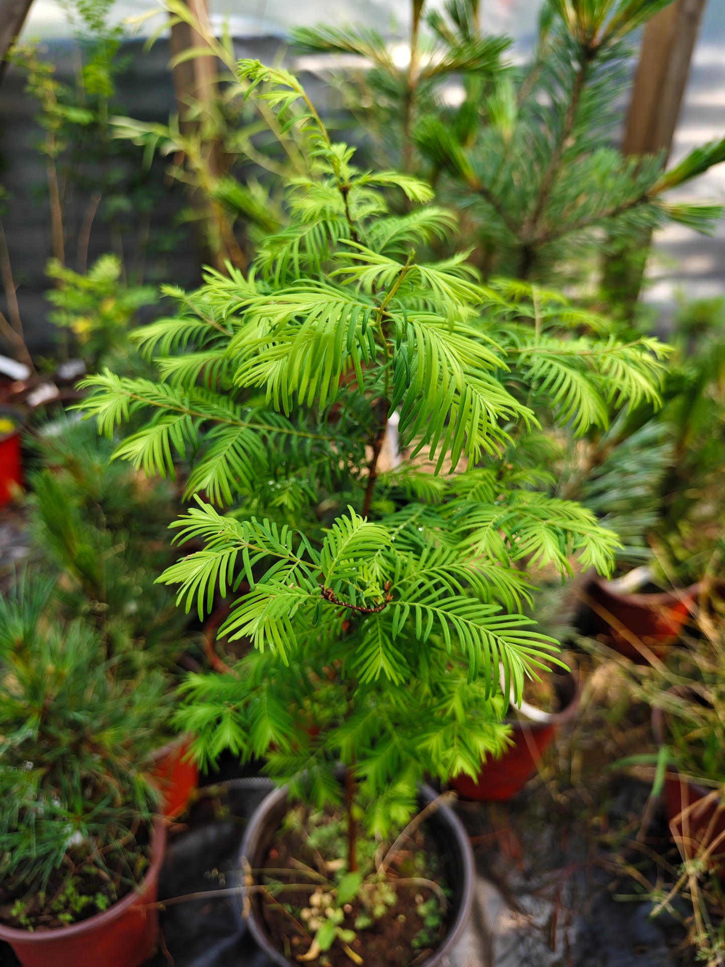 Metasequoia glyptostroboides – Kiinanpunapuu