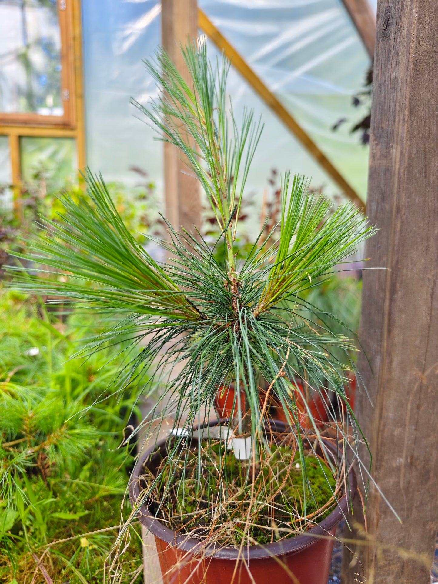 Pinus Schwerinii - Schwerinin mänty