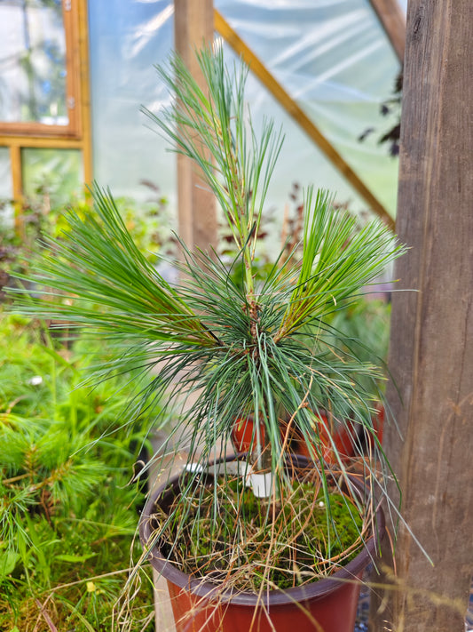 Pinus Schwerinii - Schwerinin mänty