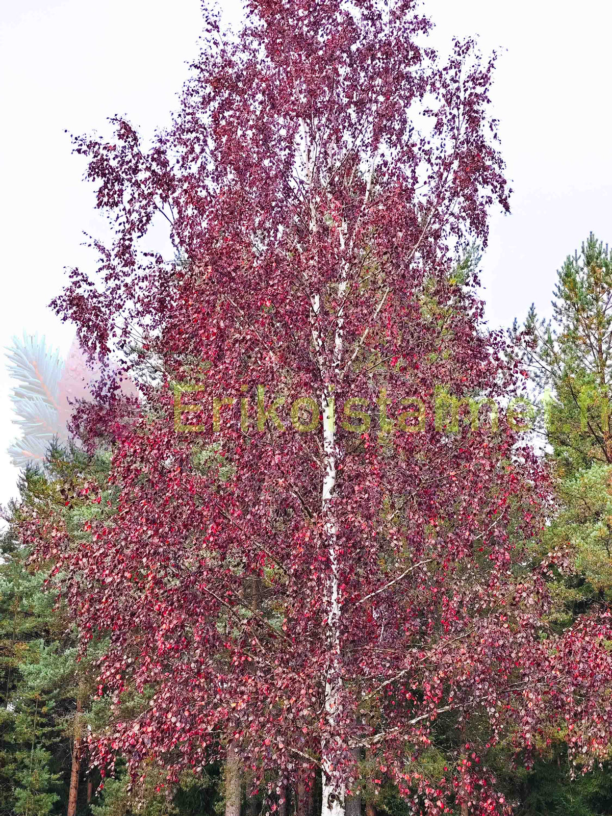 Betula pubescens 'f. rubra' - Rödbjörk, rödbladig form av glasbjörk (Finsk planta)