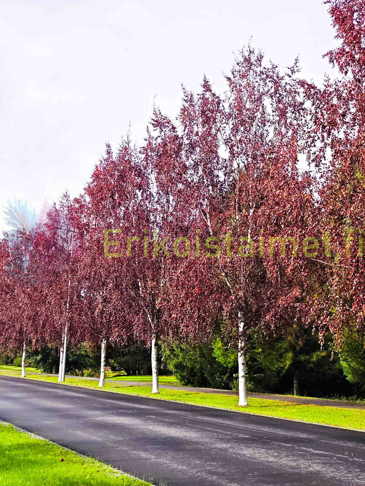 Betula pubescens 'f. rubra' - Rödbjörk, rödbladig form av glasbjörk (Finsk planta)
