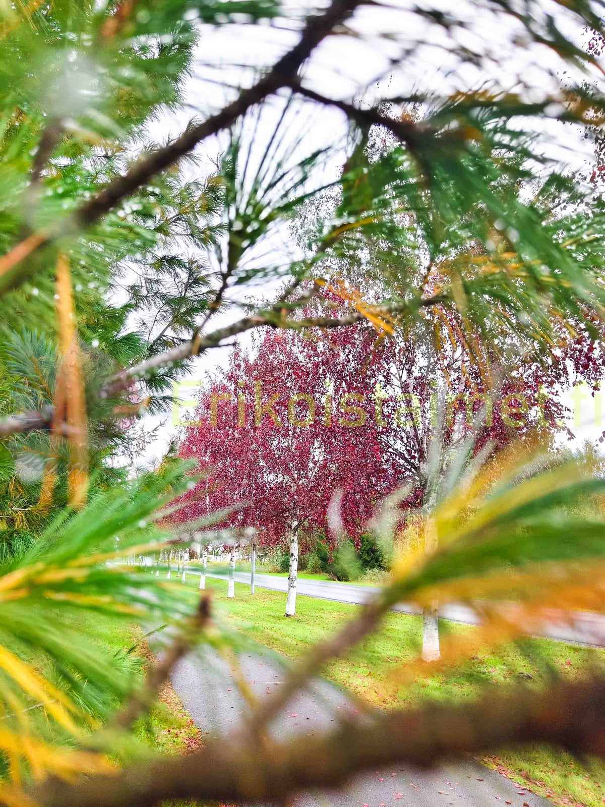 Betula pubescens 'f. rubra' - Rödbjörk, rödbladig form av glasbjörk (Finsk planta)