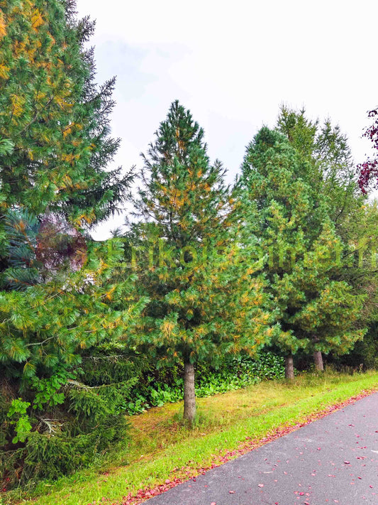 Pinus Peuce - Makedonianmänty