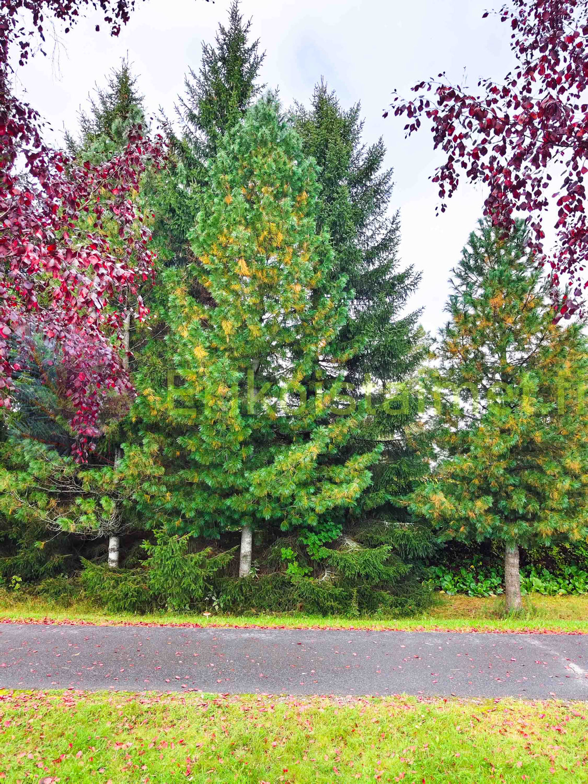 Pinus Peuce - Makedonisk tall