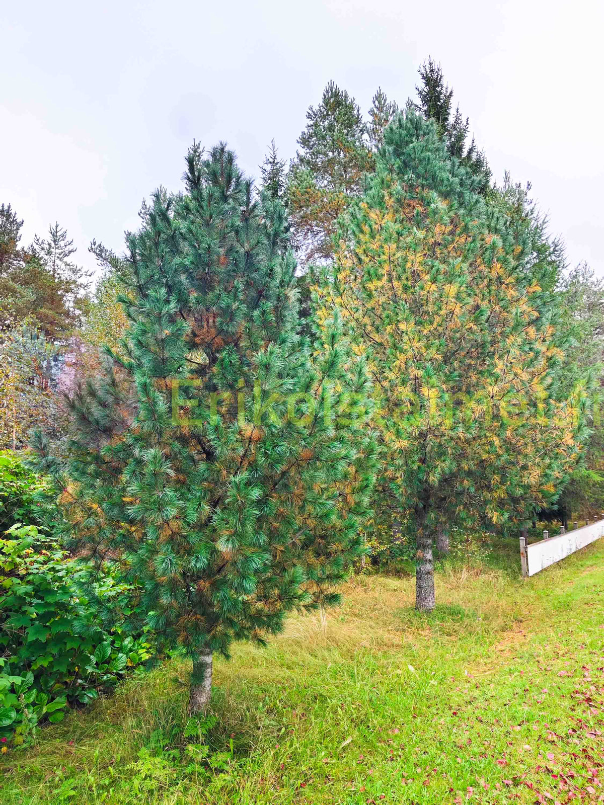 Pinus Peuce - Makedonisk tall
