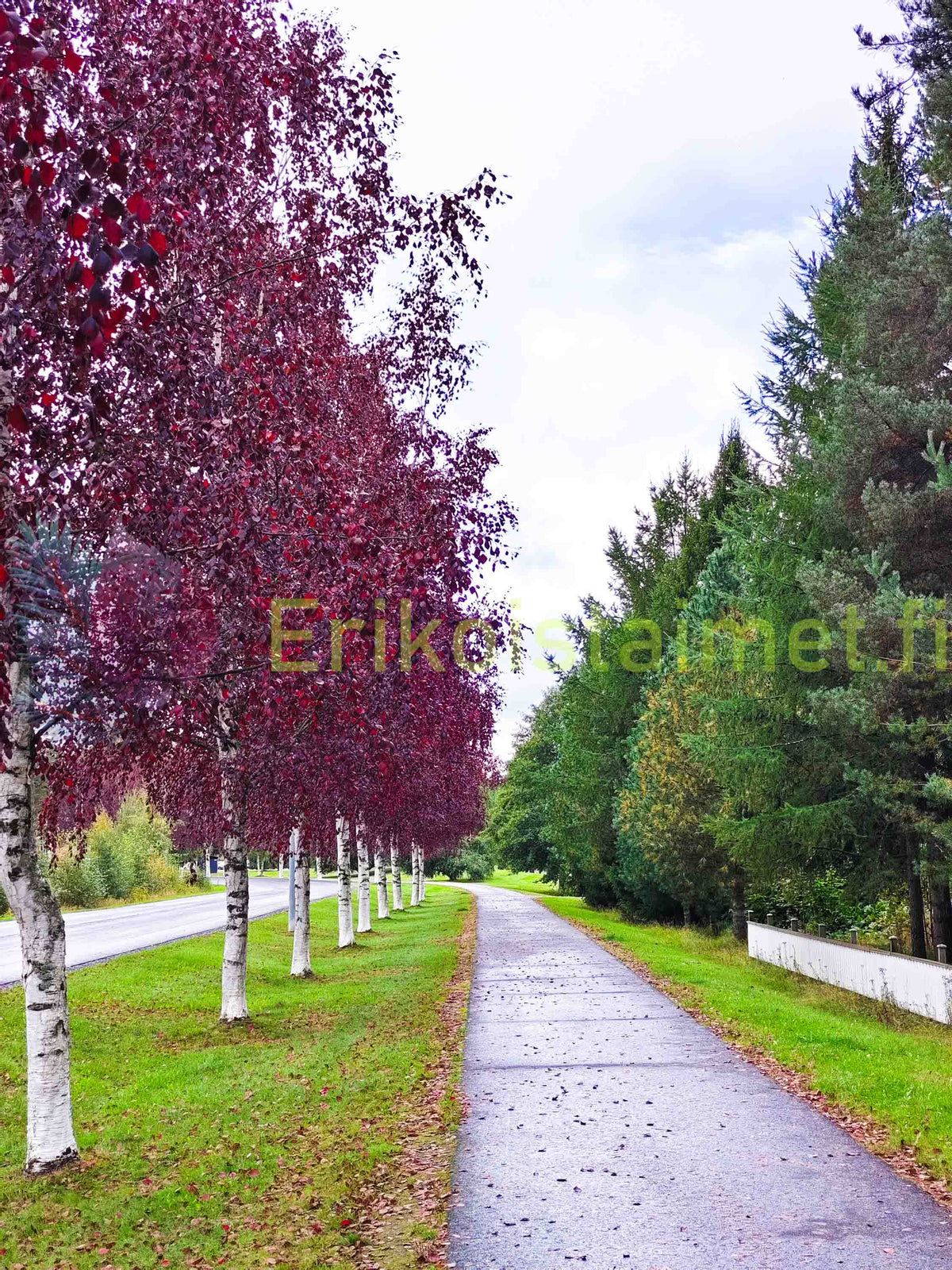 Betula pubescens 'f. rubra' - Rödbjörk, rödbladig form av glasbjörk (Finsk planta)