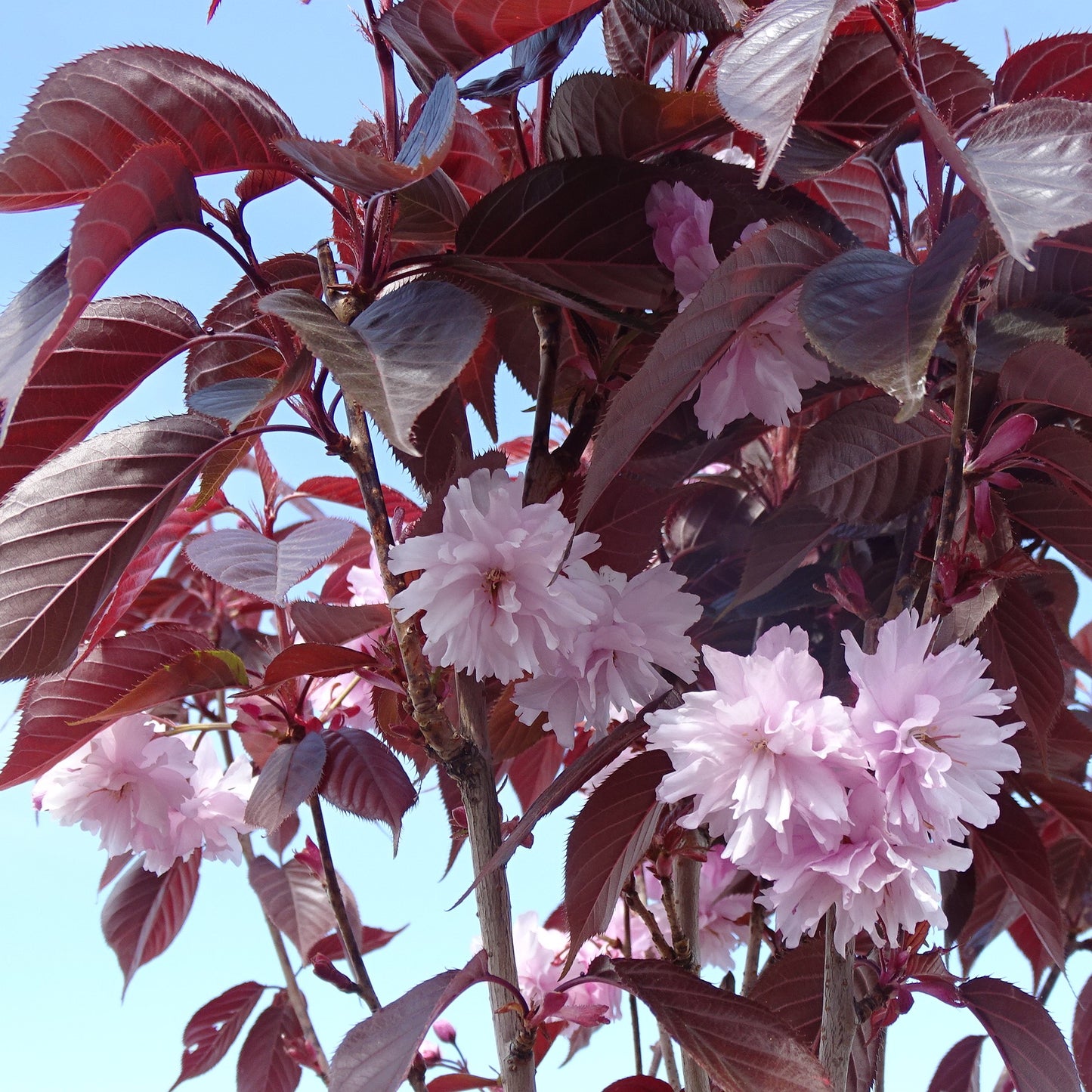 Prunus serrulata 'Royal Burgundy' - Japaninkirsikka