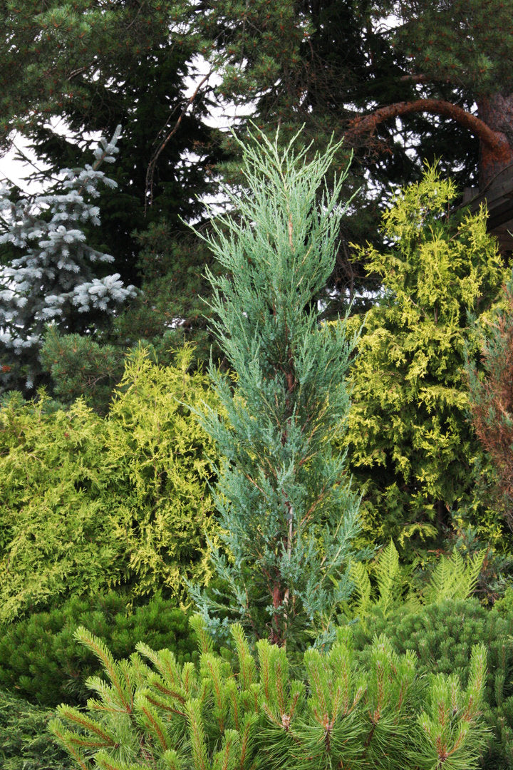 Juniperus Scopulorum 'Blue Arrow' - Sinikynäkataja / Kalliovuortenkataja