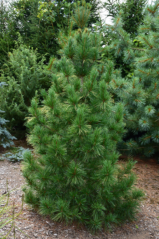 Pinus Strobus "Fastigiata" - Strobus pine 