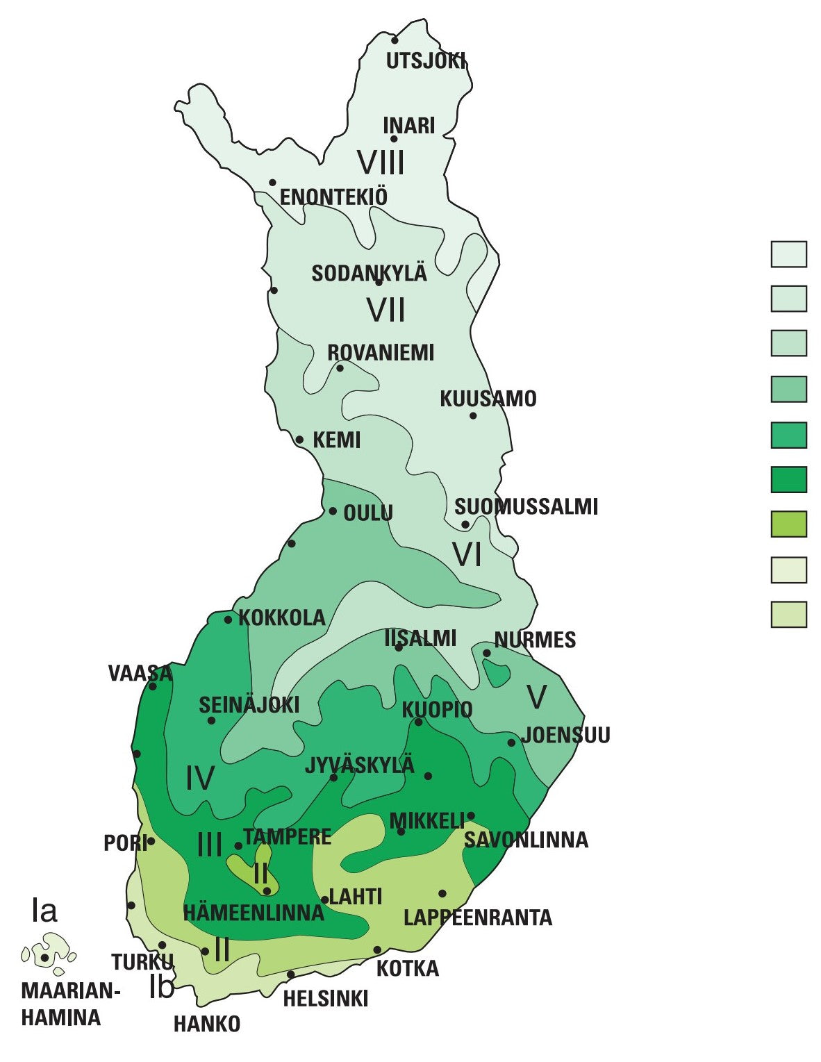 Abies nordmanniana - Kaukasianpihta