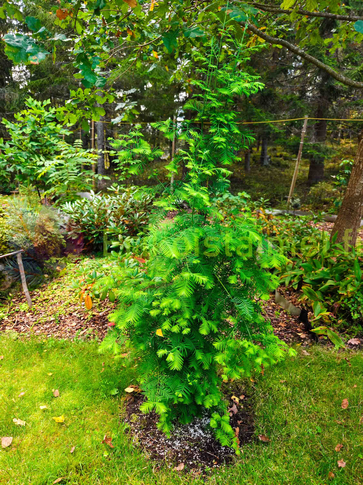 Metasequoia glyptostroboides – Kiinanpunapuu