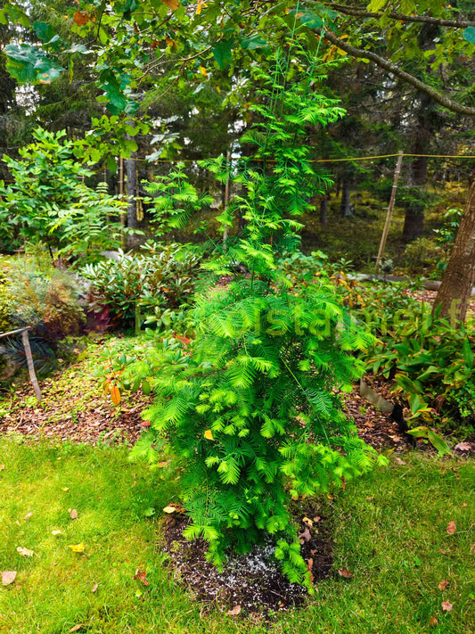 Metasequoia glyptostroboides – Kiinanpunapuu