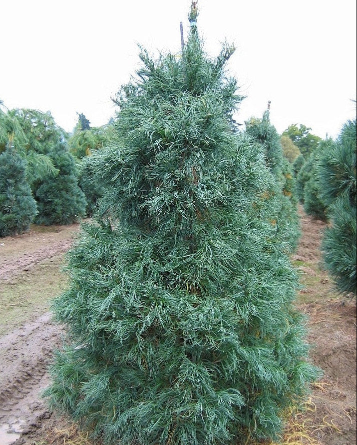 Pinus strobus 'Torulosa' - Strobusmänty