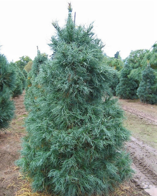 Pinus strobus 'Torulosa' - Weymouthtall