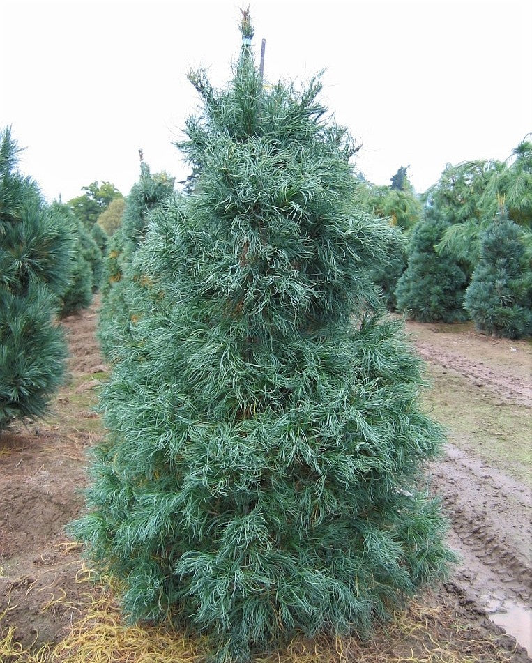 Pinus strobus 'Torulosa' - Strobusmänty