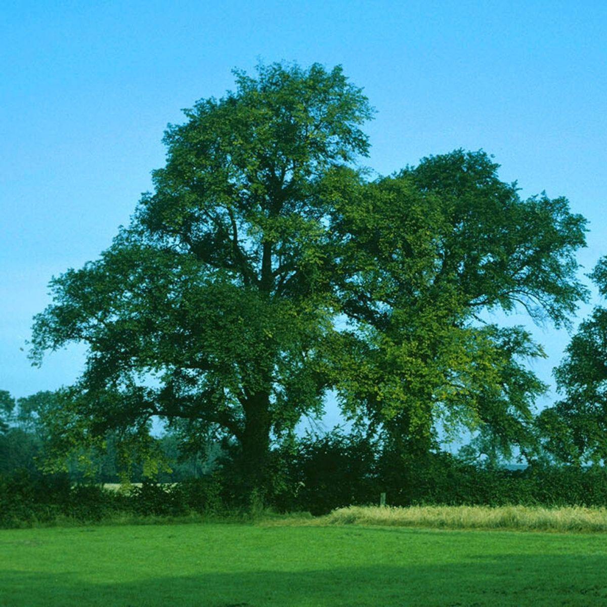 Ulmus minor - Lundalm