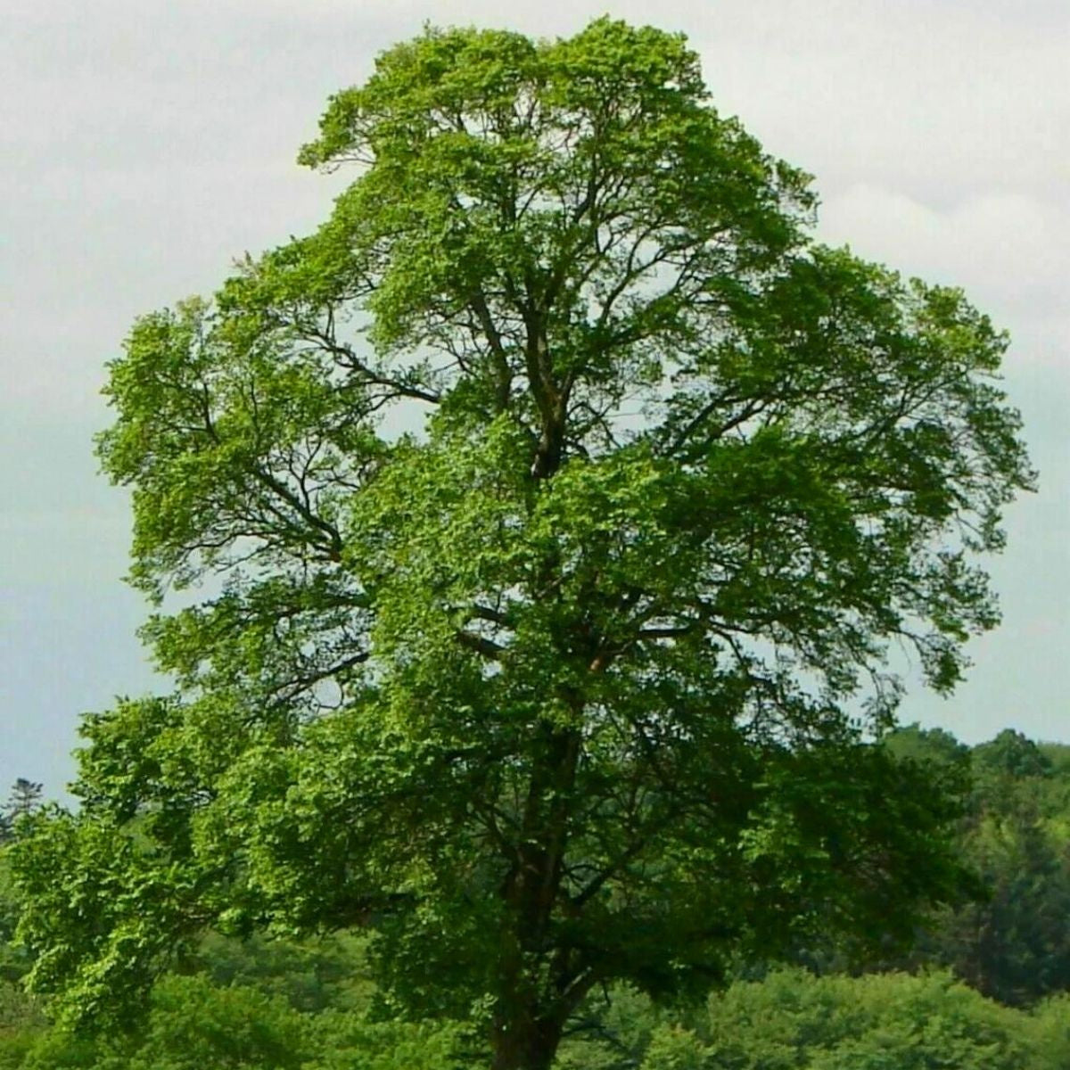 Ulmus minor - Lundalm