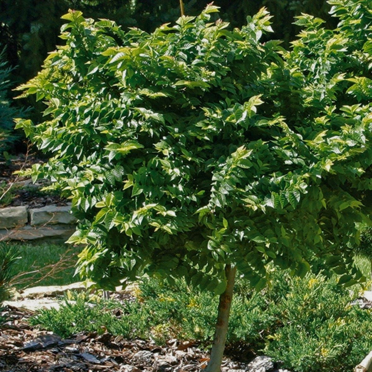 Ulmus minor - Lundalm