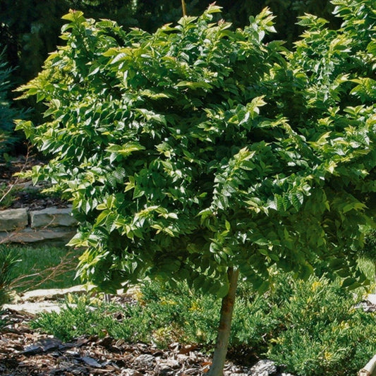 Ulmus minor - Lundalm