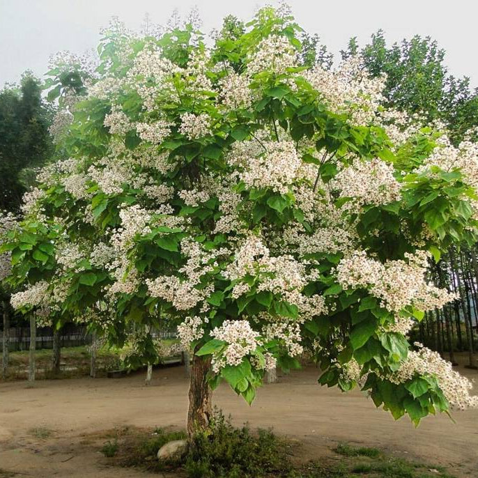Catalpa speciosa - Loistotrumpettipuu