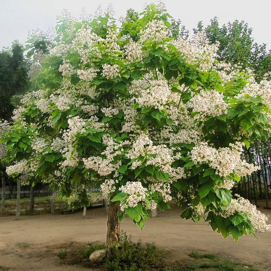 Catalpa speciosa - Loistotrumpettipuu