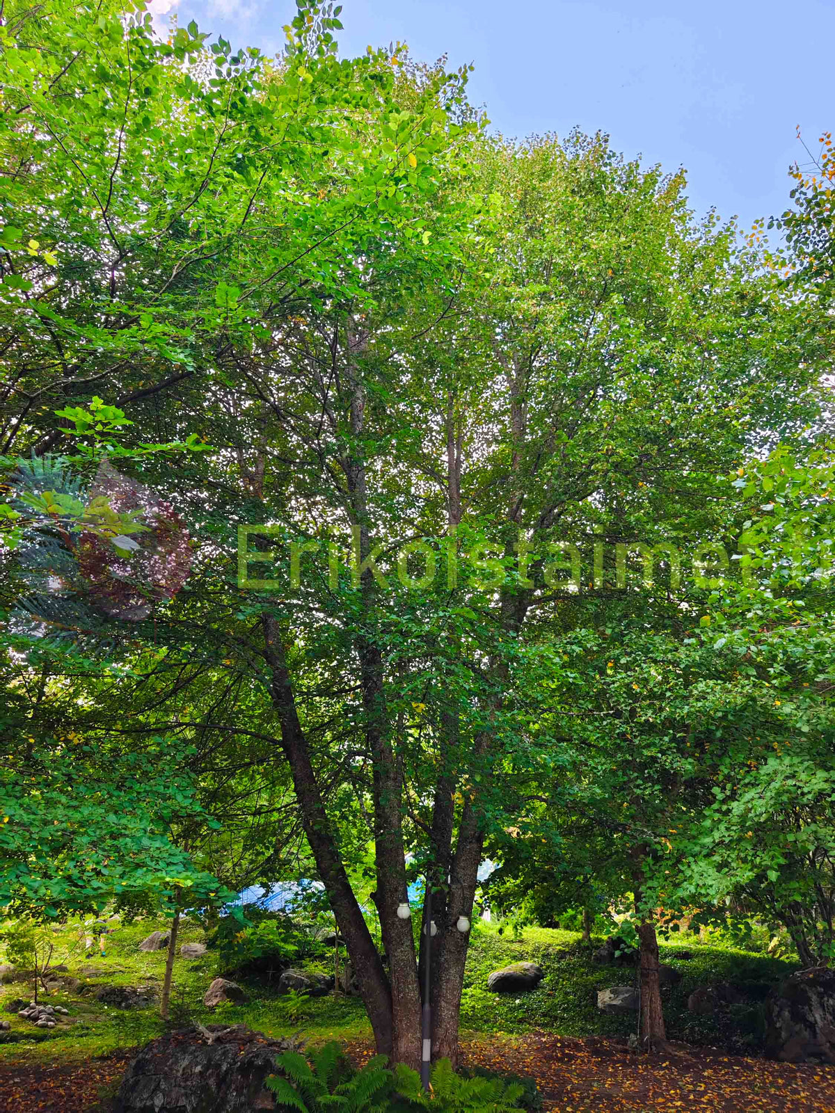 Tilia cordata - Metsälehmus