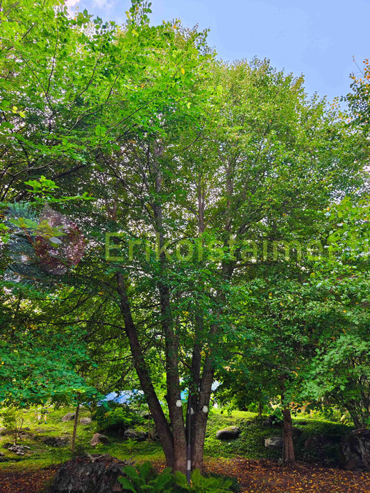 Tilia cordata - Metsälehmus
