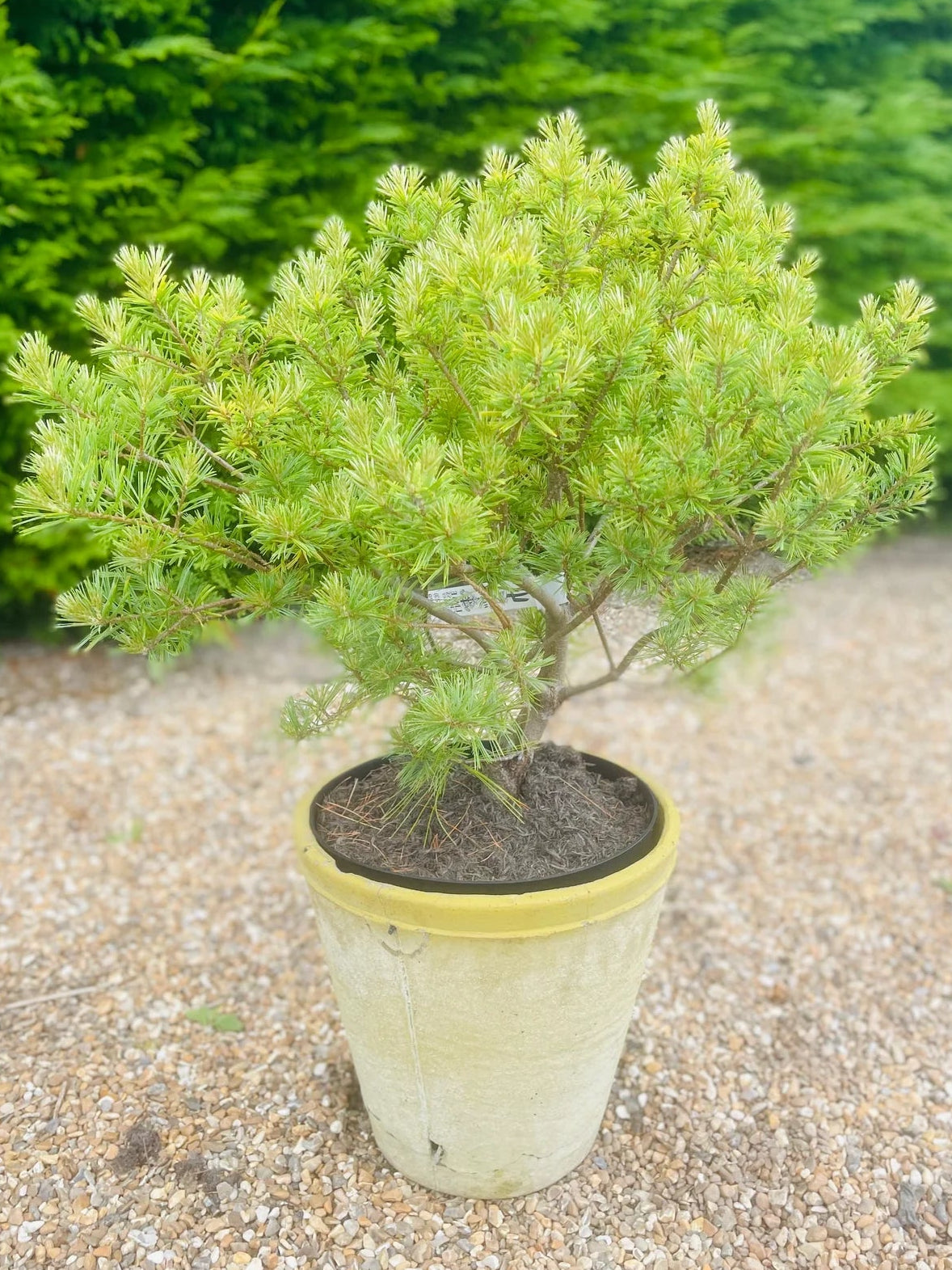 Pinus strobus 'Minima Glauca' - Dvärgtall