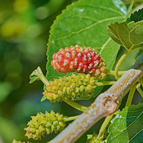 Morus nigra - Svart mullbär