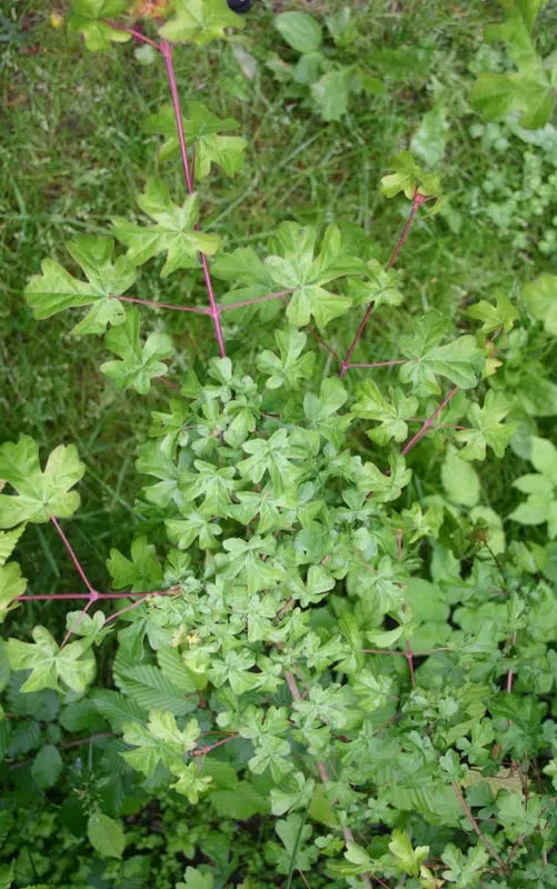 Acer campestre - Naverlönn