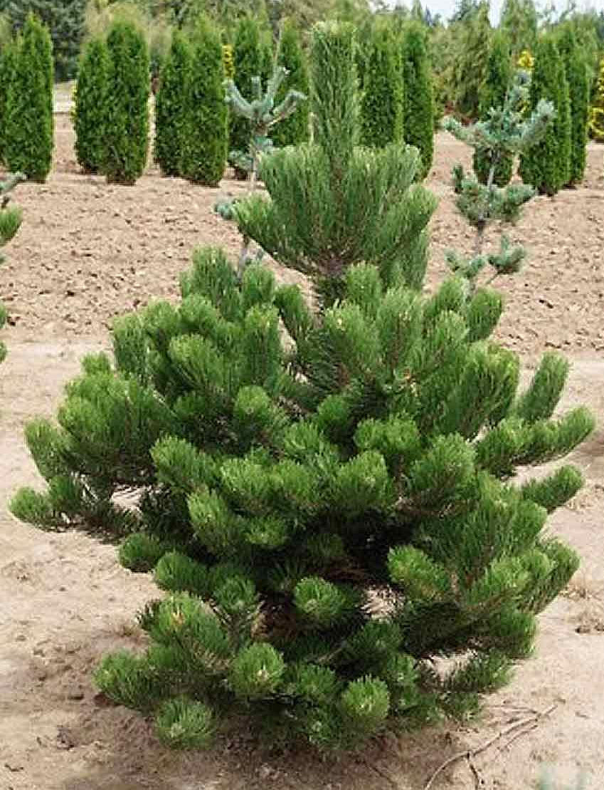 Pinus nigra 'Oregon Green' - Black pine 