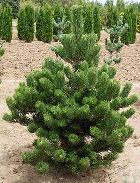 Pinus nigra 'Oregon Green' - Black pine 
