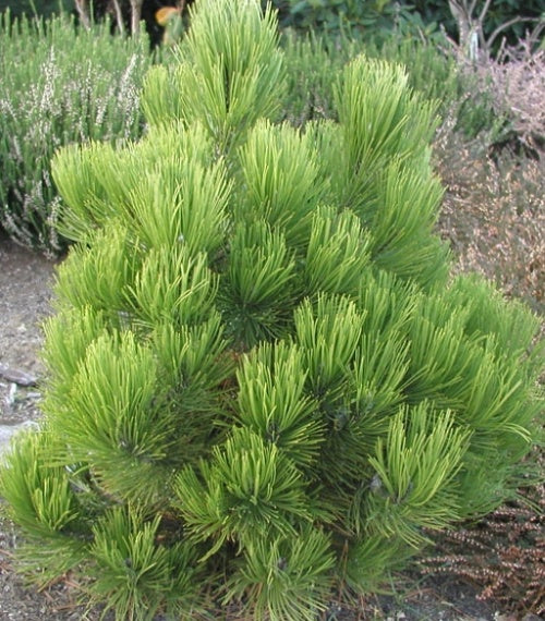 Pinus heldreichii var. leucodermis "Nana" - Dwarf Serbian pine 