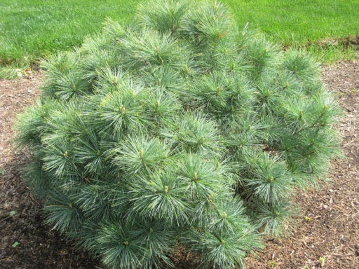 Pinus Strobus "Radiata" - Dwarf strobus pine 