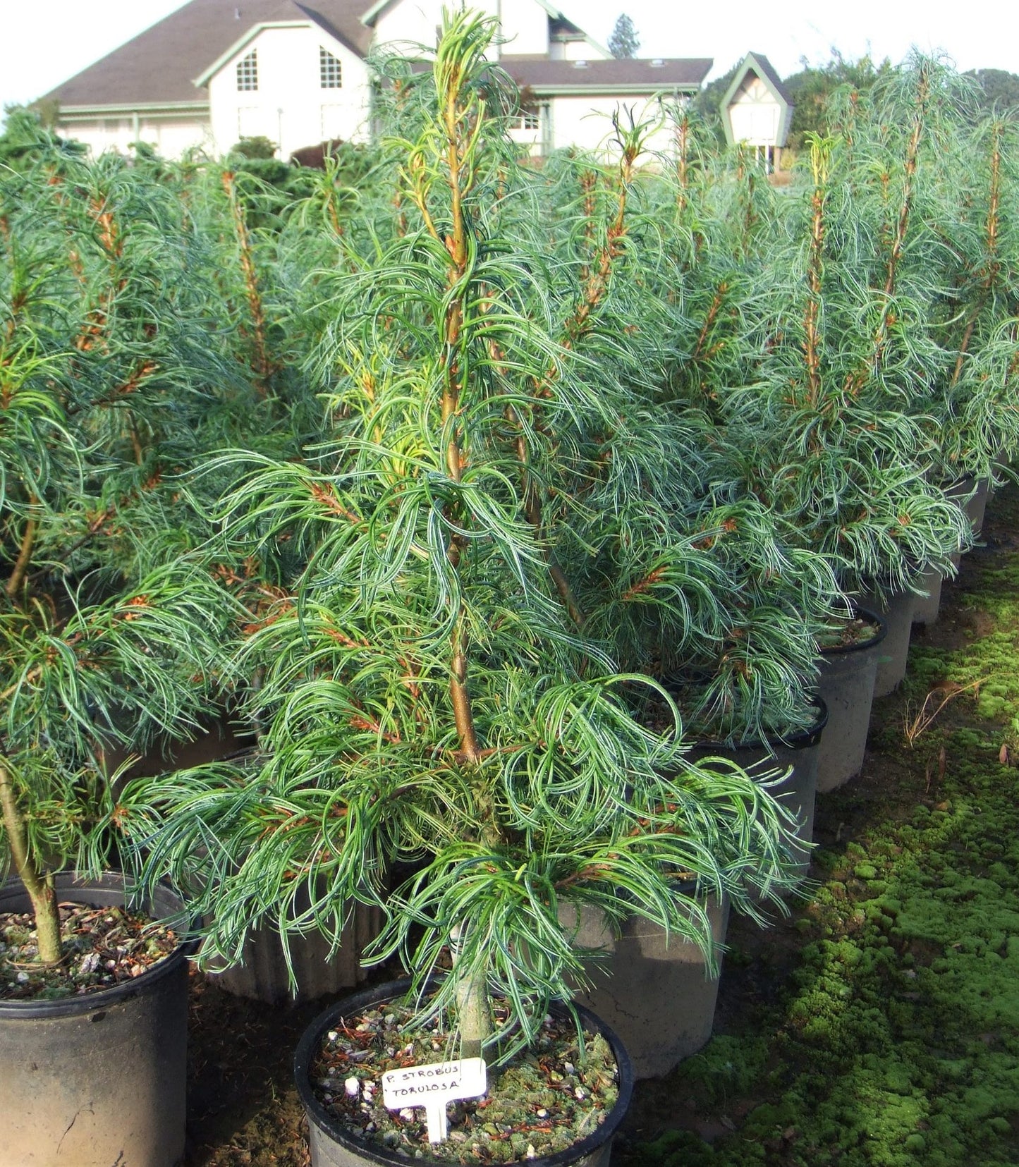 Pinus strobus 'Torulosa' - Strobusmänty