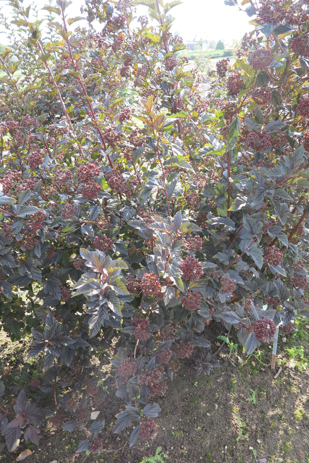 Physocarpus opulifolius 'Red Baron' - Purppuraheisiangervo