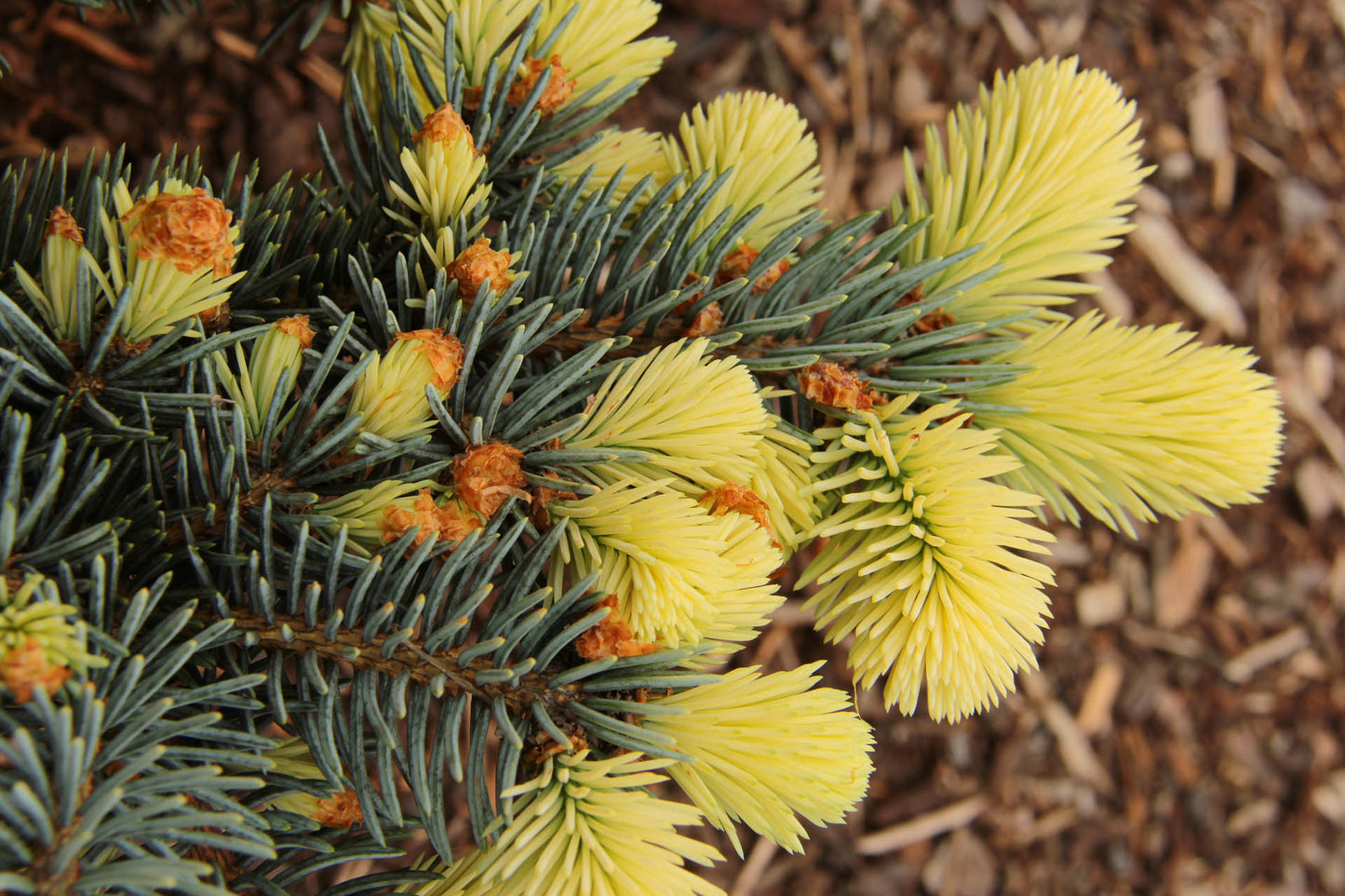 Picea pungens 'Bialobok' - Sinikuusi