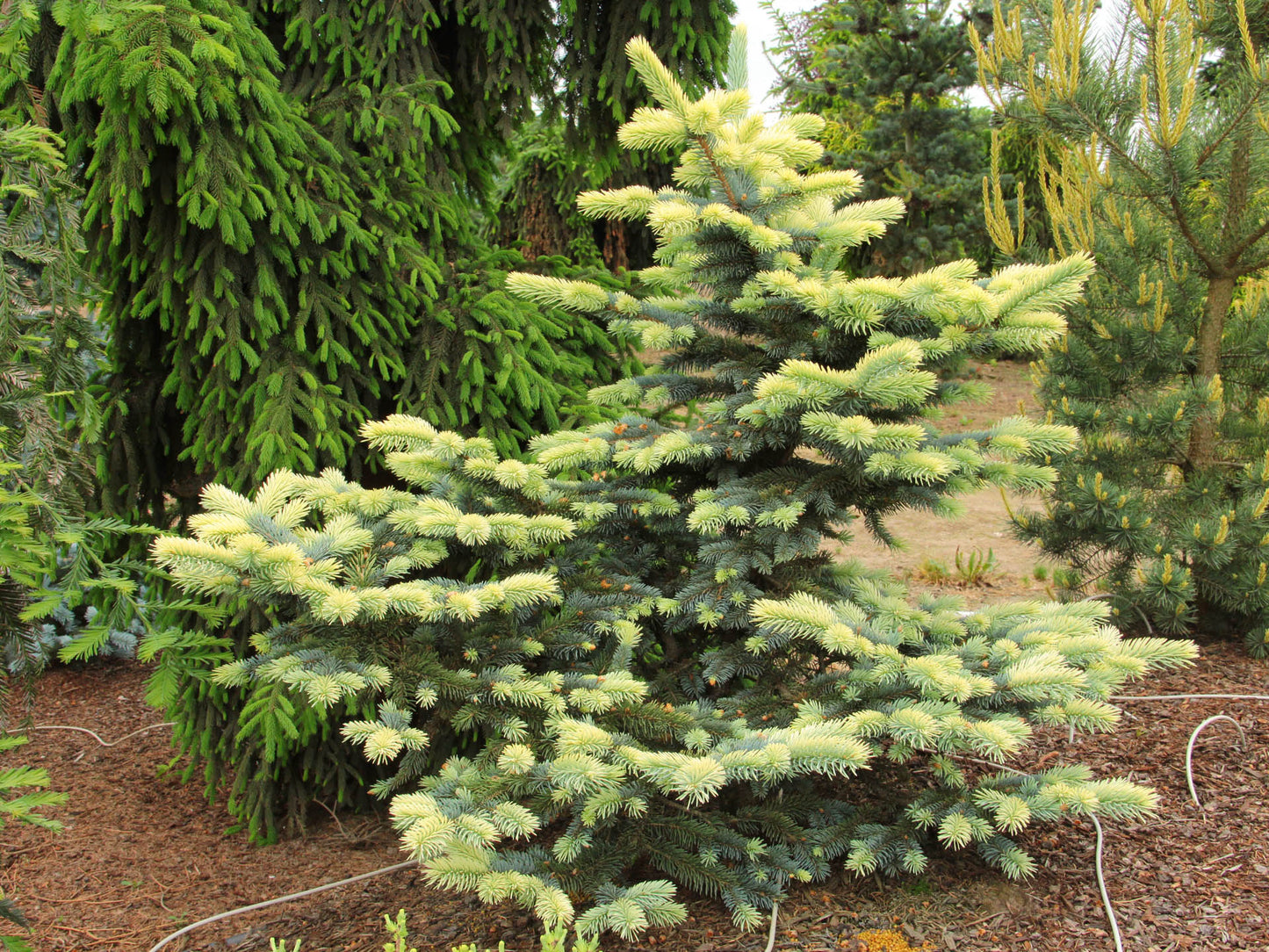 Picea pungens 'Bialobok' - Sinikuusi