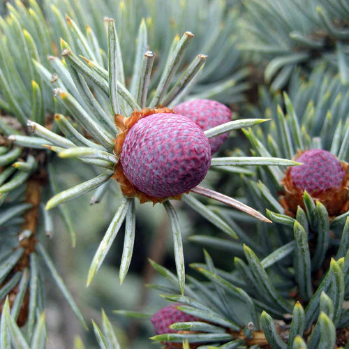 Picea Pungens "Koster" - Blue Spruce 