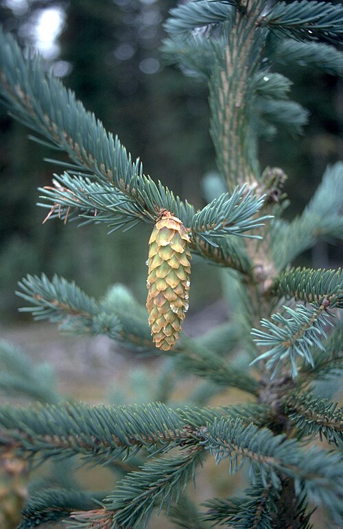 Picea engelmannii - Engelmannsgran