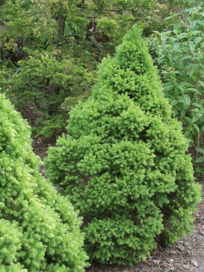 Picea glauca "Conica" - Conical spruce 