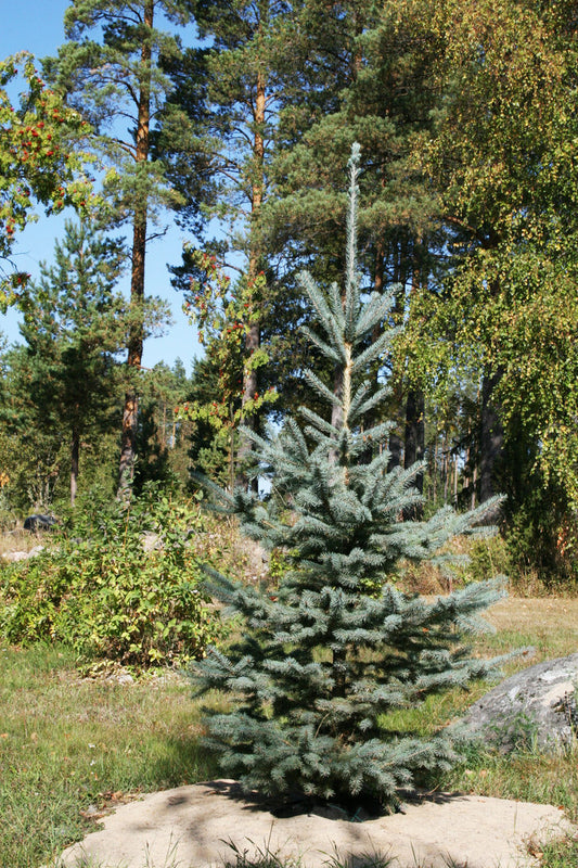 Picea pungens "Glauca" - Blue Spruce / Silver Spruce 