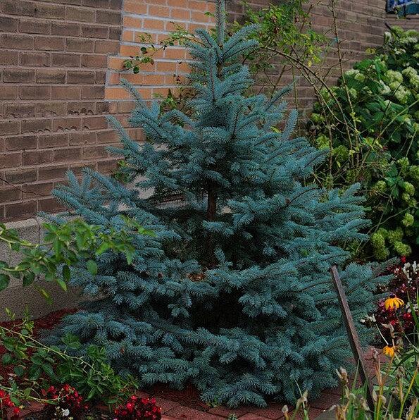 Picea pungens 'Foxtail' - Blue Spruce 